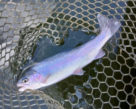 みんな釣るなあ 大安トラウトレイク